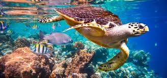 Maldives Coral Reefs